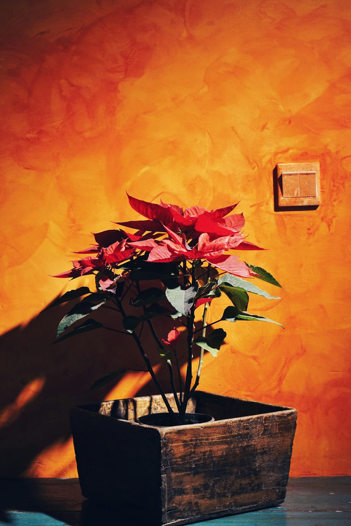 Una nochebuena en un cajón de madera, contra un muro aplanado color naranja; el sol de la tarde dibuja su sombra en la pared.