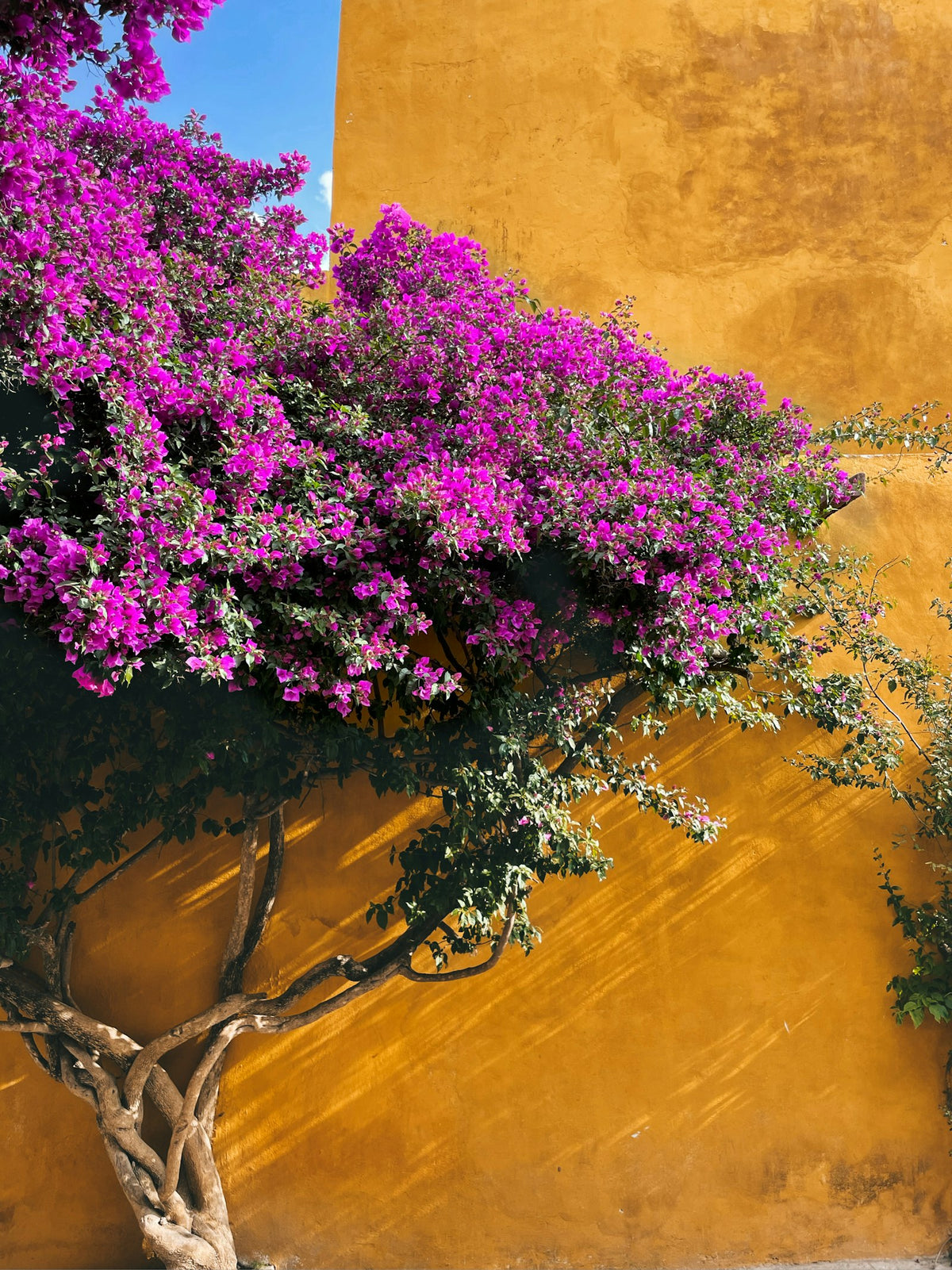 El patio: una bugambilia en flor contra un muro amarillo, a pleno sol.